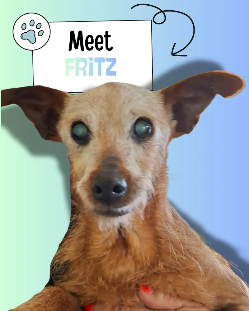 A senior small-sized male Apricot / Beige Wirehaired Terrier dog named Fritz for adoption in Sulphur, KY