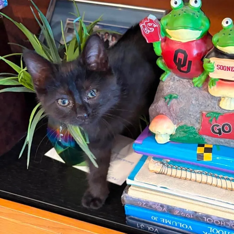 George thumbnail 3
