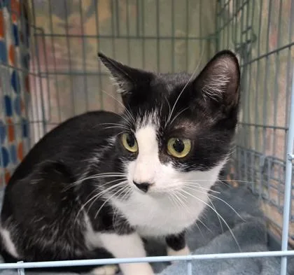 A young medium-sized female Domestic Short Hair cat named Cher for adoption in Gainesville, FL
