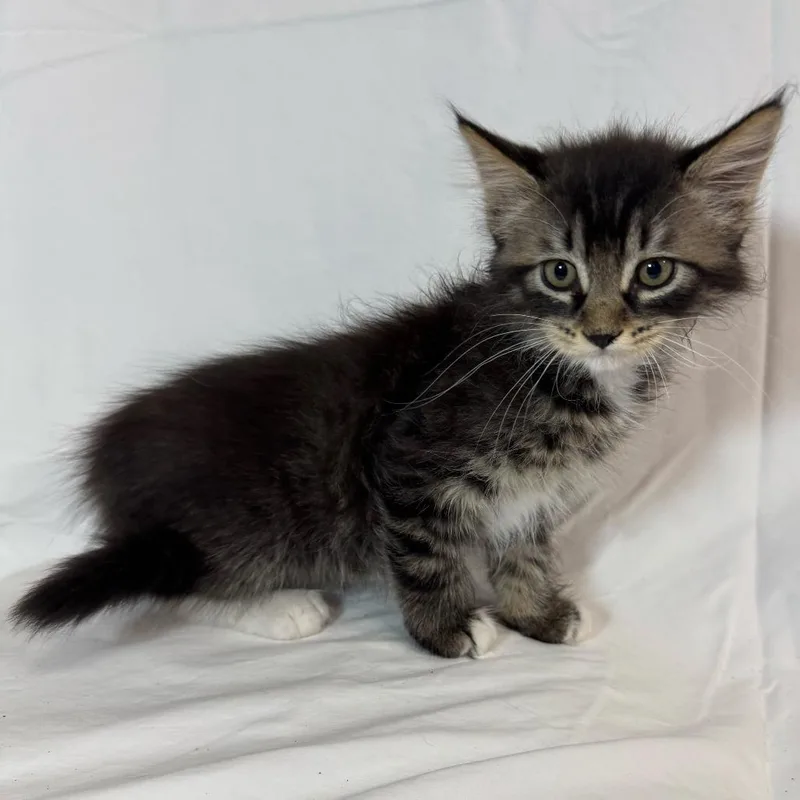 A baby small-sized female Brown / Chocolate Domestic Medium Hair cat named Jemma for adoption in Sunnyvale, CA
