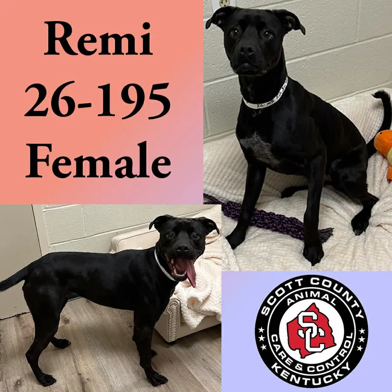 Remi