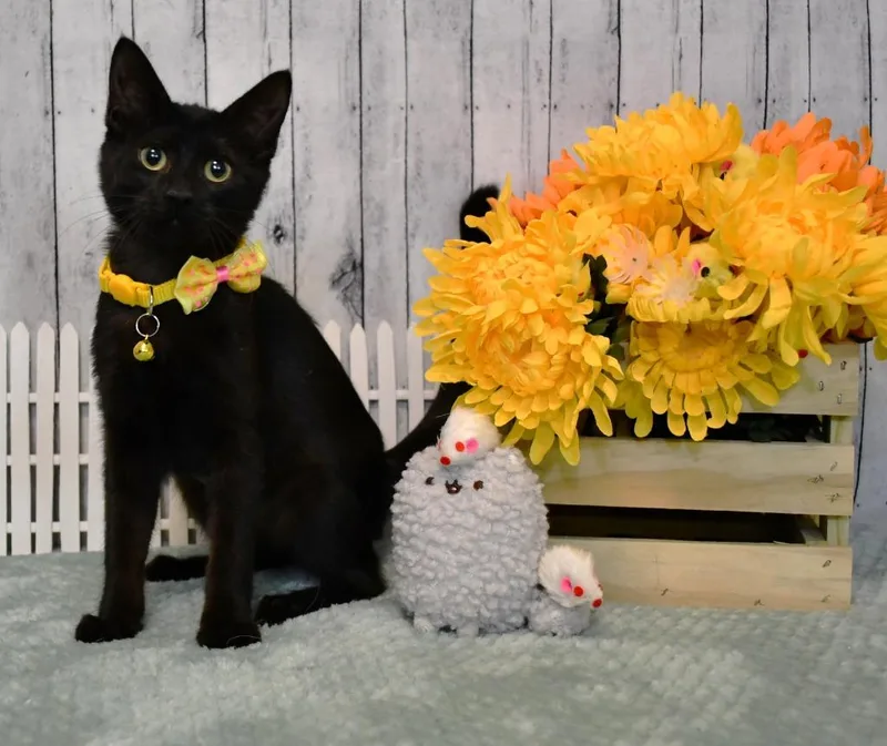 A baby small-sized female Domestic Short Hair cat named Raven for adoption in Roanoke, TX