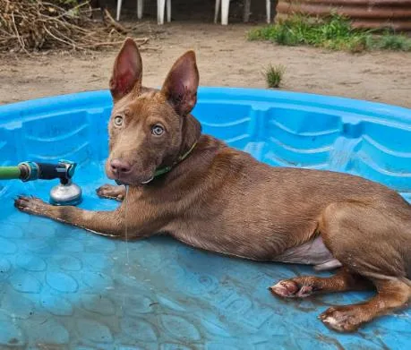 A young medium-sized male Red / Chestnut / Orange Pit Bull Terrier dog named Cowboy for adoption in Albany, NY