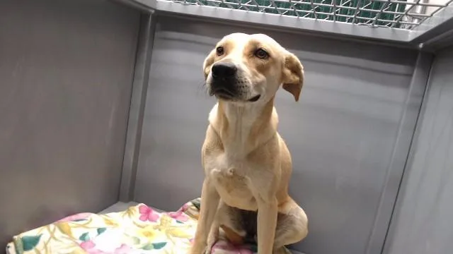 A young medium-sized female Labrador Retriever dog named Lady for adoption in Downey, CA
