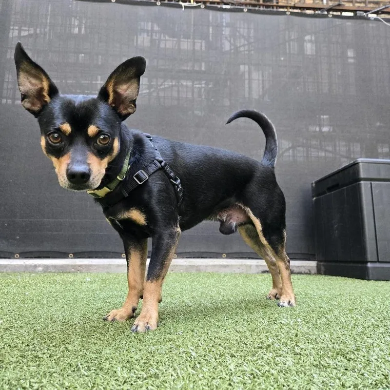 An adult small-sized male Black Chihuahua dog named Milo for adoption in Westhampton, NY