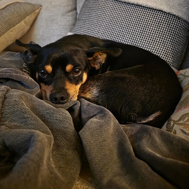 Milo thumbnail 2