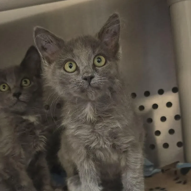 A baby medium-sized female Gray / Blue / Silver Domestic Medium Hair cat named Dilly for adoption in Orange, VA
