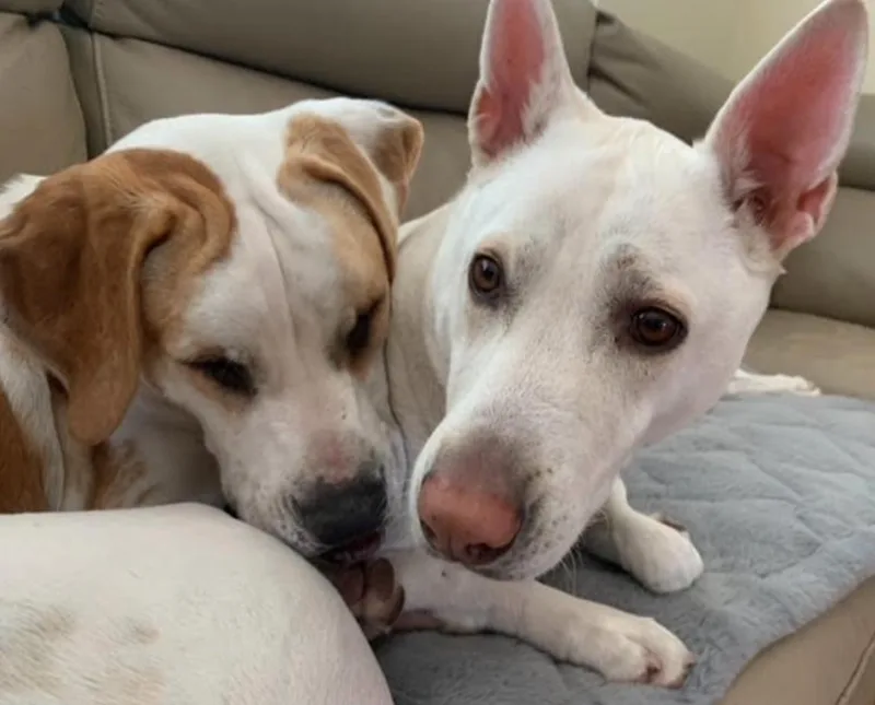An adult large-sized female American Bulldog dog named Georgia for adoption in Osteen, FL