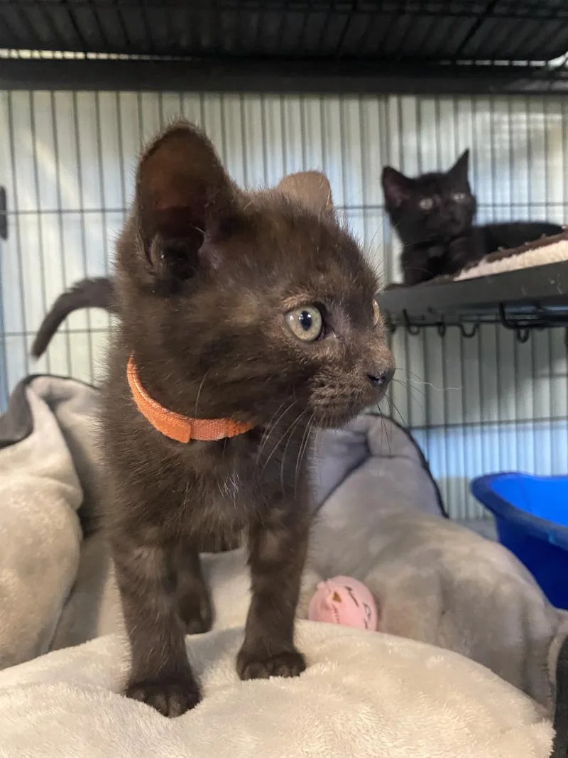 A young medium-sized male Domestic Short Hair cat named Tango for adoption in Cortland, NY
