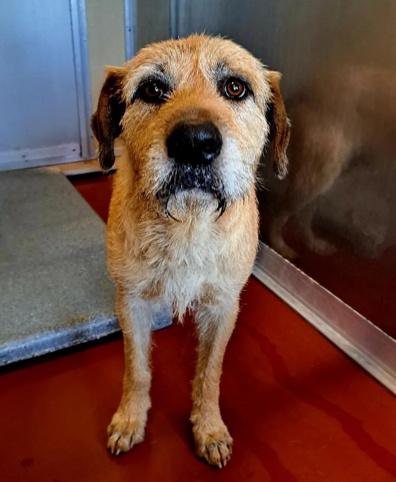 A young medium-sized male Mixed Breed dog named Ricardo for adoption in Douglasville, GA