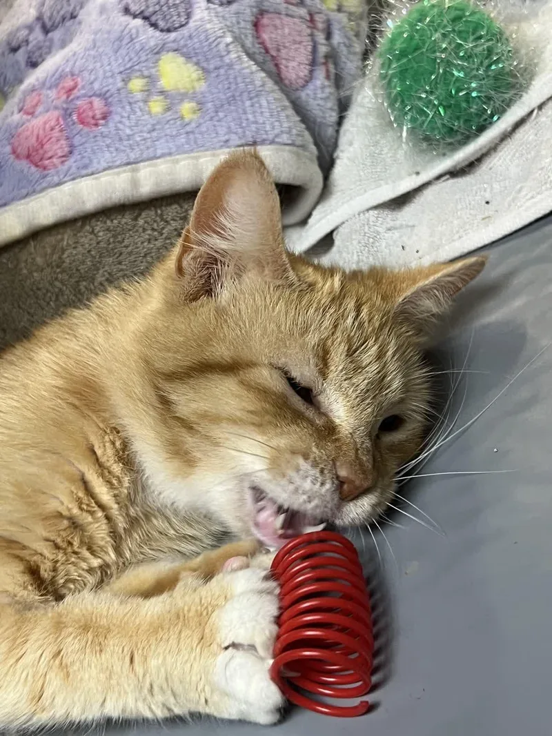 A young medium-sized female Tabby (Orange / Red) Domestic Short Hair cat named Midge for adoption in Austin, TX