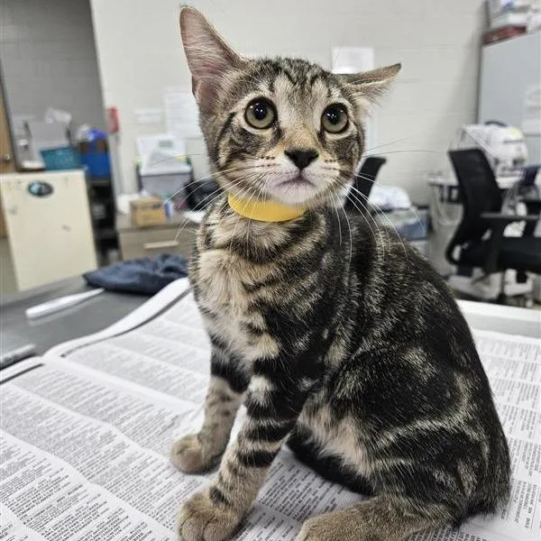 A baby small-sized male Domestic Short Hair cat named Bernie for adoption in Jacksonville, FL