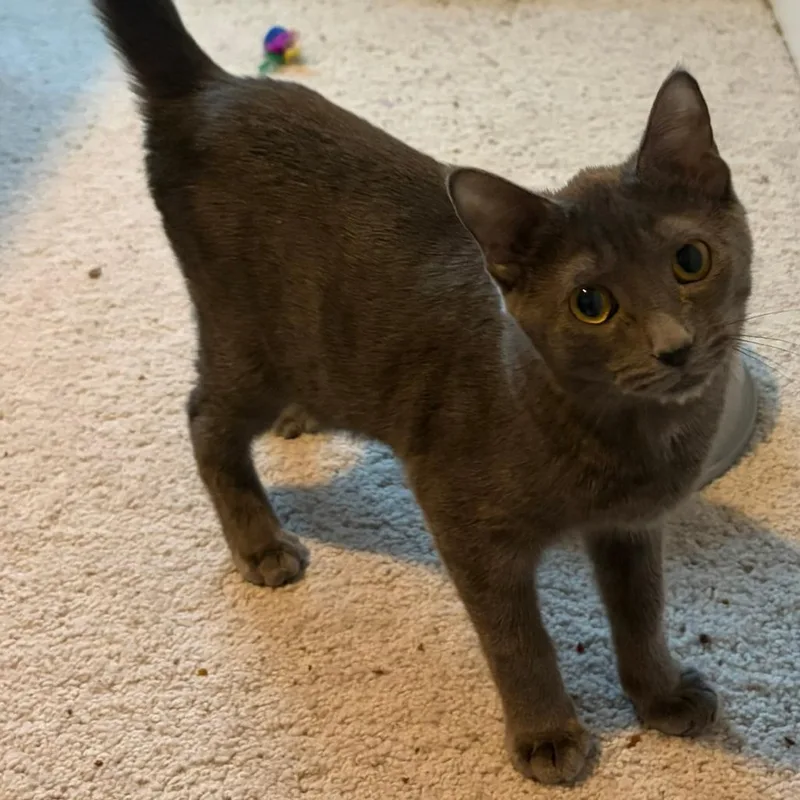 A young small-sized male Domestic Short Hair cat named Orion for adoption in Waxhaw, NC