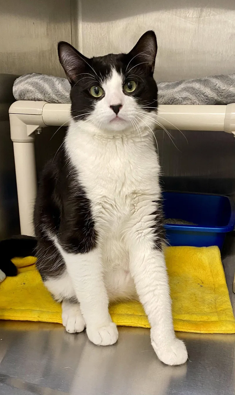 An adult medium-sized male Black & White / Tuxedo Domestic Short Hair cat named Elderberry for adoption in Fargo, ND
