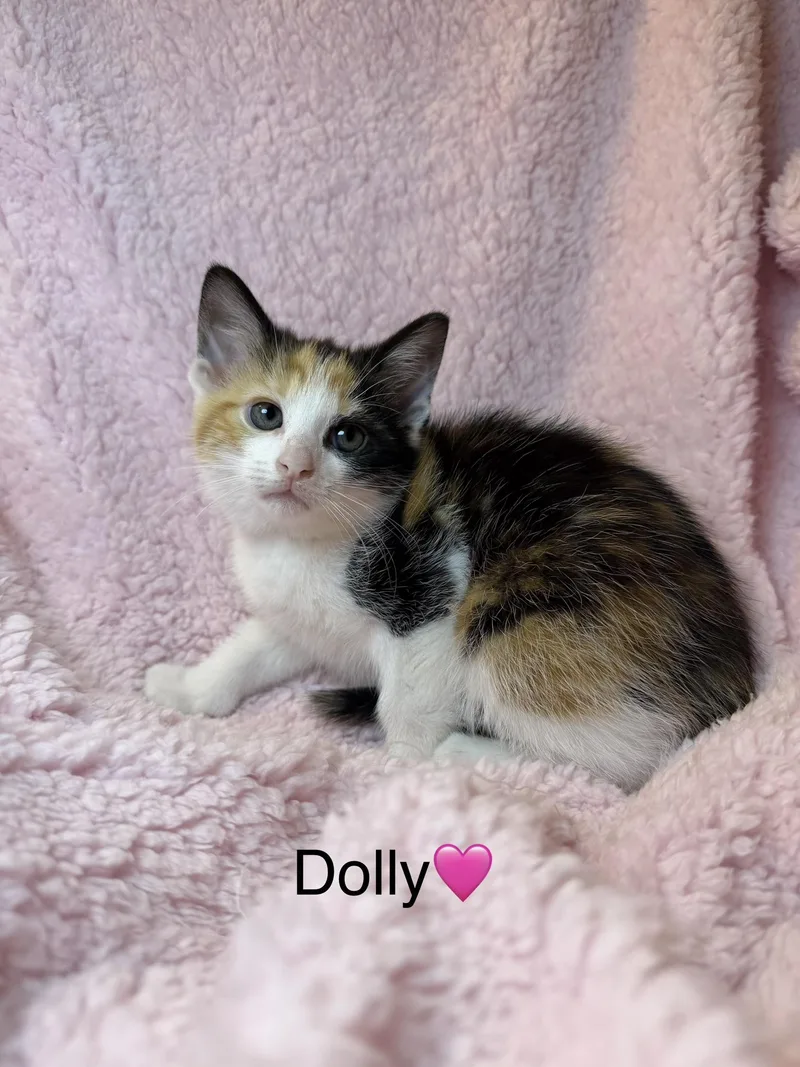 Dolly