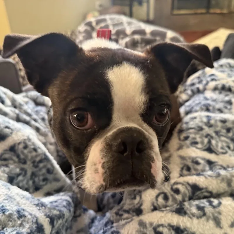 A young small-sized male Brindle Boston Terrier dog named Bodie for adoption in San Mateo, CA