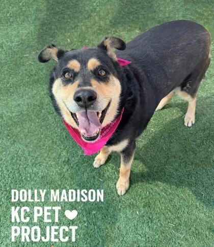 An adult extra large-sized female Black Mixed Breed dog named Dolly Madison for adoption in Kansas City, MO