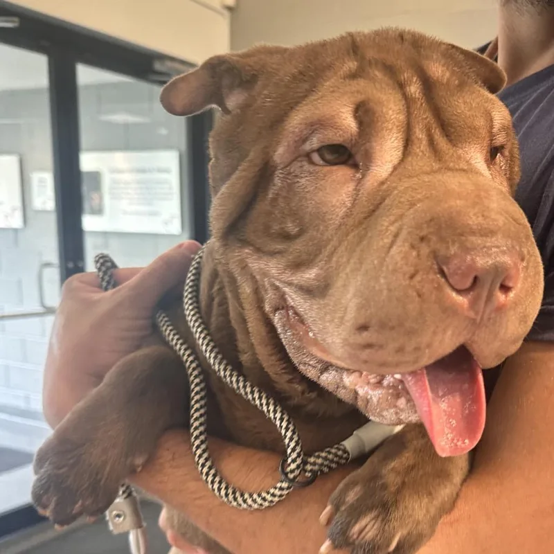 A young medium-sized female Brown / Chocolate Shar-Pei dog named Crinkles for adoption in Allentown, PA