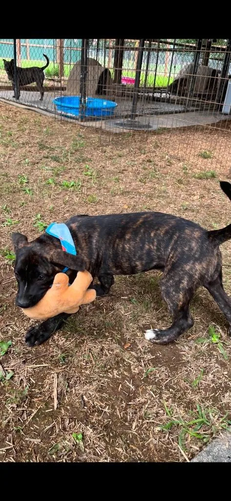 A baby large-sized male Mixed Breed dog named Yeti for adoption in Fond Du Lac, WI
