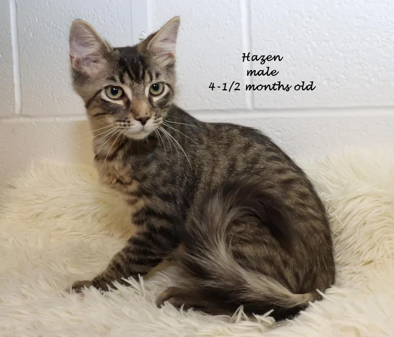 A baby medium-sized male Tabby (Brown / Chocolate) Tabby cat named Hazen for adoption in Euclid, OH