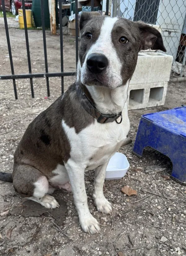 A young large-sized male Mixed Breed dog named Rusty for adoption in Austin, TX