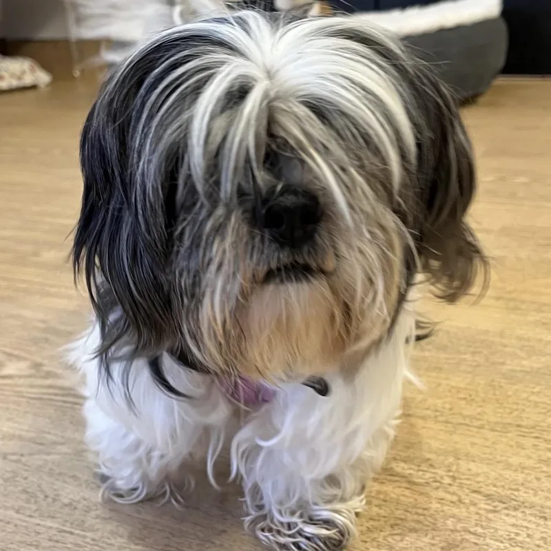 A senior small-sized female Shih Tzu dog named Cardigans for adoption in San Francisco, CA