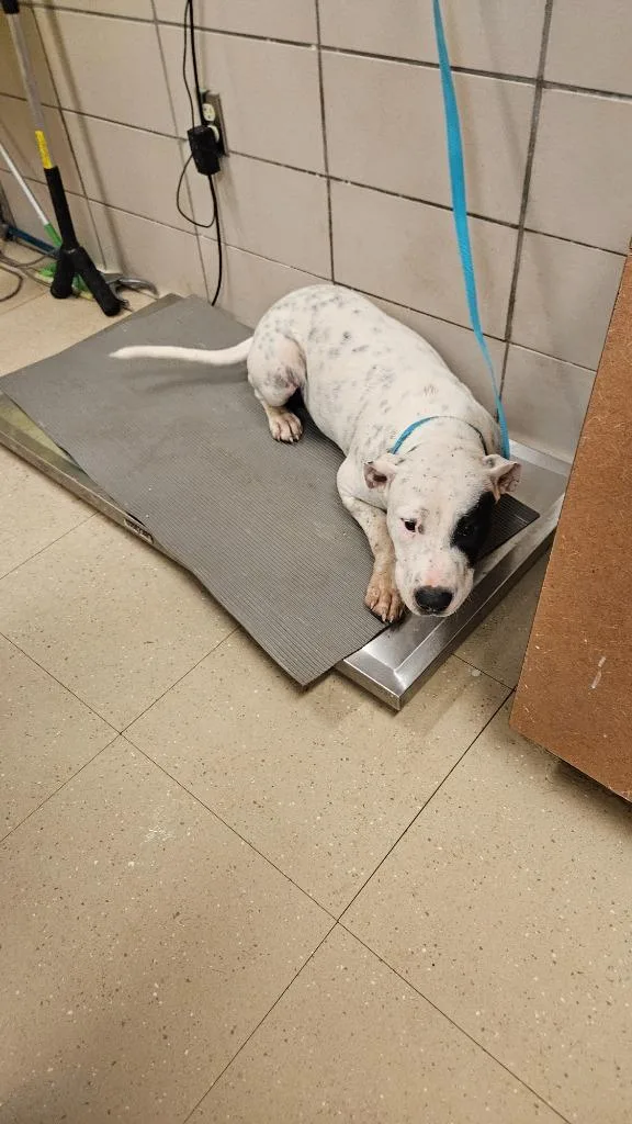 A young large-sized male Mixed Breed dog named Bobby Joe for adoption in Bossier City, LA