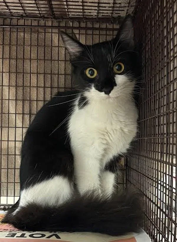 A baby small-sized female Domestic Medium Hair cat named Carly Rae for adoption in Austin, TX