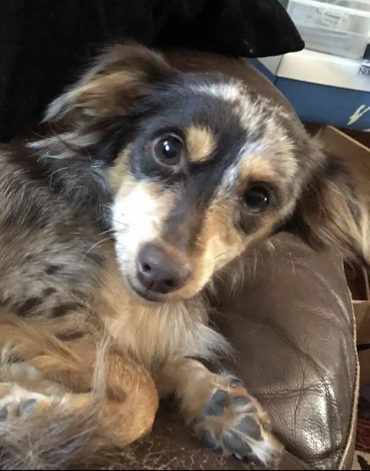 An adult small-sized female Merle (Blue) Dachshund (Long Haired) dog named Dobby for adoption in Scroggins, TX