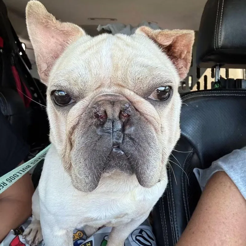 Sampson thumbnail 2