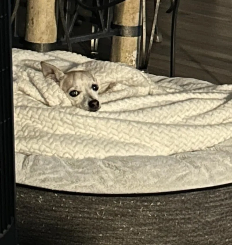 An adult small-sized male Chihuahua dog named Brody for adoption in Lake Forest, CA