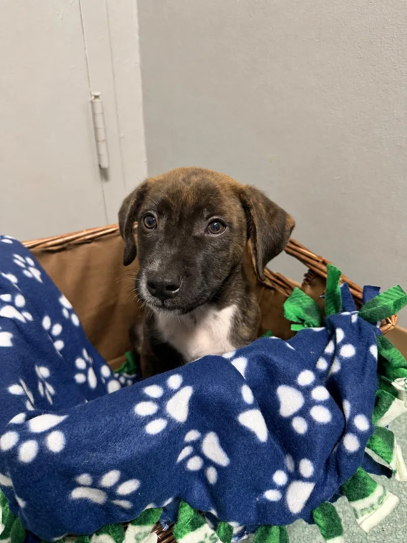 A baby medium-sized male Brindle American Staffordshire Terrier dog named Mahjong for adoption in Tomball, TX