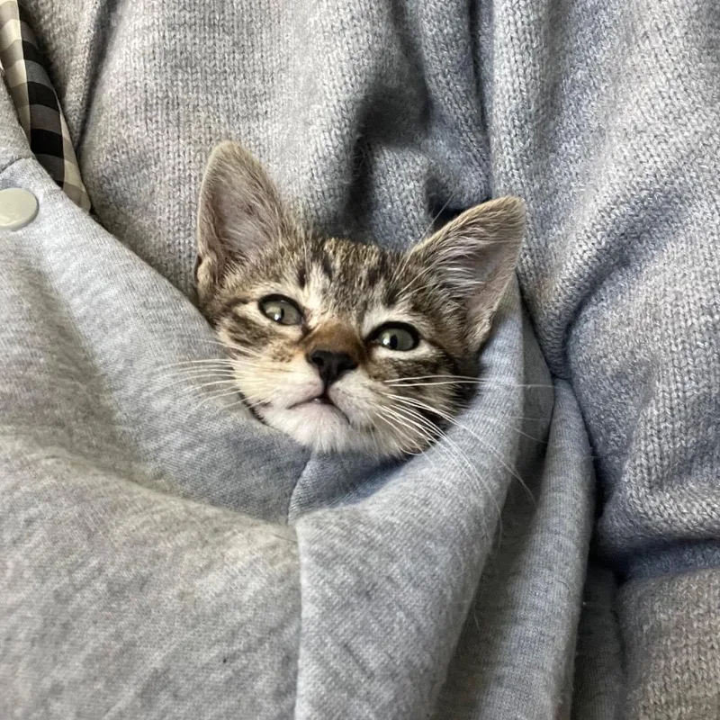 A baby small-sized female Gray / Blue / Silver Domestic Short Hair cat named Darla for adoption in Pacific Palisades, CA