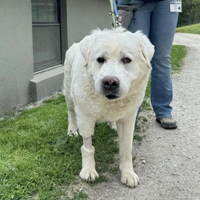 An adult extra large-sized female White / Cream Great Pyrenees dog named Fin for adoption in Phoenixville, PA