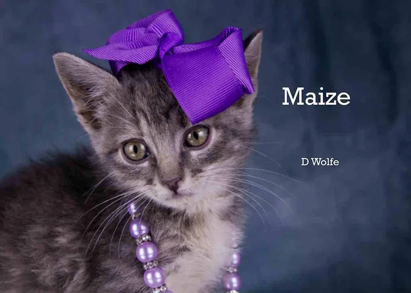 A baby medium-sized female Gray & White Tabby cat named Maize for adoption in York, NE