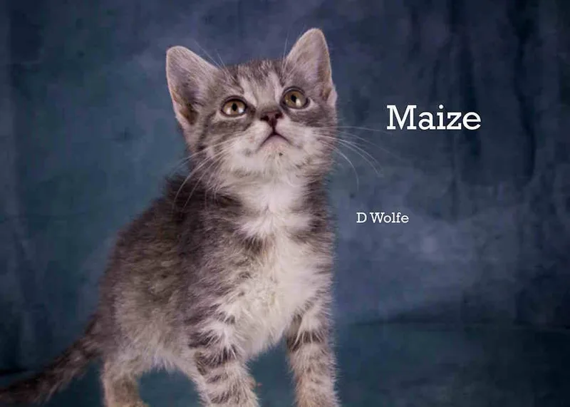 Maize thumbnail 2