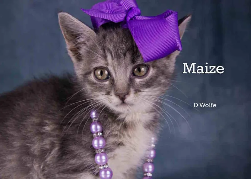 Maize thumbnail 3