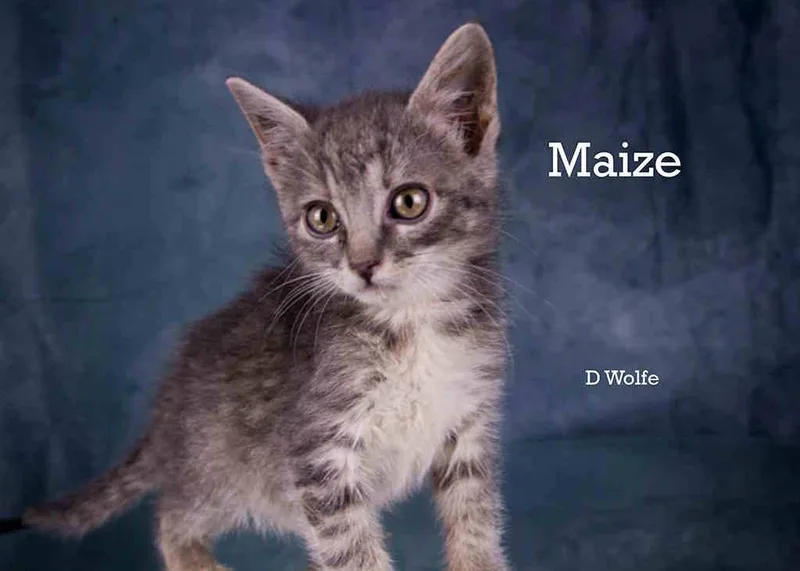 Maize thumbnail 4