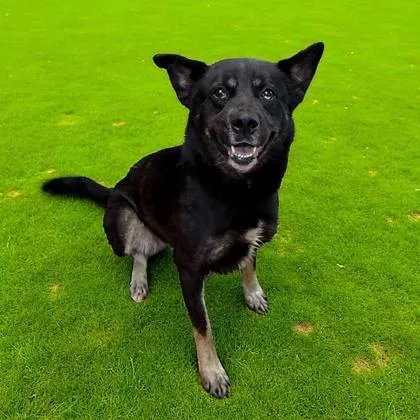 Onyx Ruby thumbnail 2