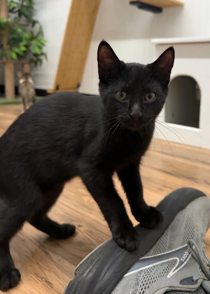 A young small-sized male Black Domestic Short Hair cat named Alfalfa for adoption in Wayland, MI