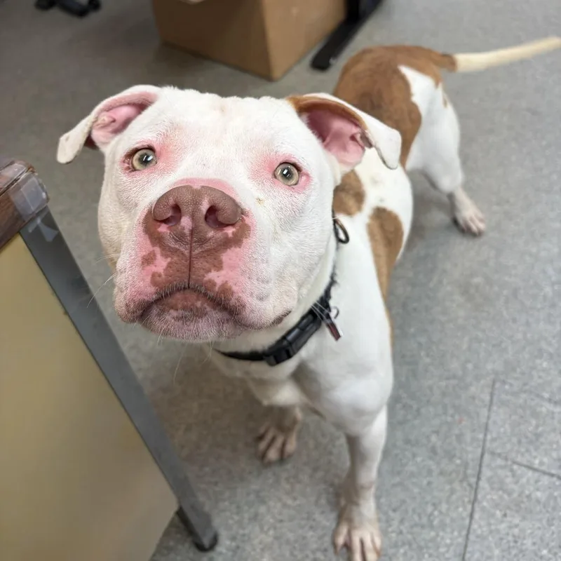 An adult large-sized male Brown / Chocolate Pit Bull Terrier dog named Ziggy for adoption in Delaware, OH