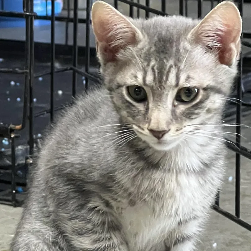 A baby medium-sized female Tabby (Gray / Blue / Silver) Siamese cat named Vivianne for adoption in Mira Loma, CA
