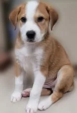 A young small-sized male White / Cream Mixed Breed dog named Malvie for adoption in Portsmouth, OH