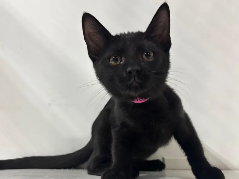 A baby small-sized female Domestic Short Hair cat named Sofia for adoption in Powell, OH
