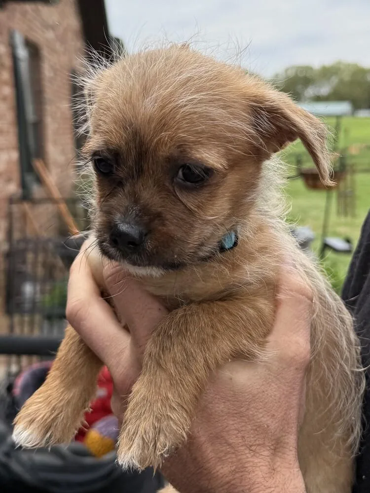 A baby small-sized male Tricolor (Brown, Black, & White) Chihuahua dog named Drizzle for adoption in Hartwell, GA