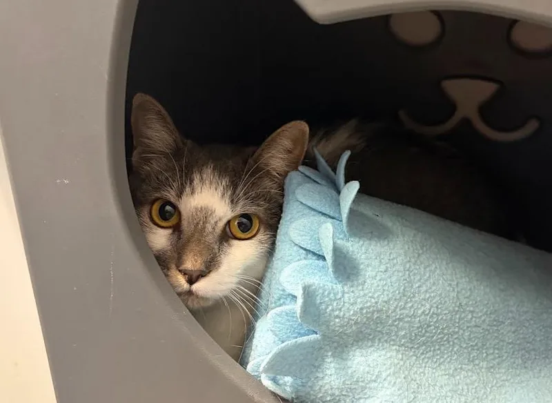 A young medium-sized male Gray & White Domestic Short Hair cat named Orly for adoption in Hudson, NH