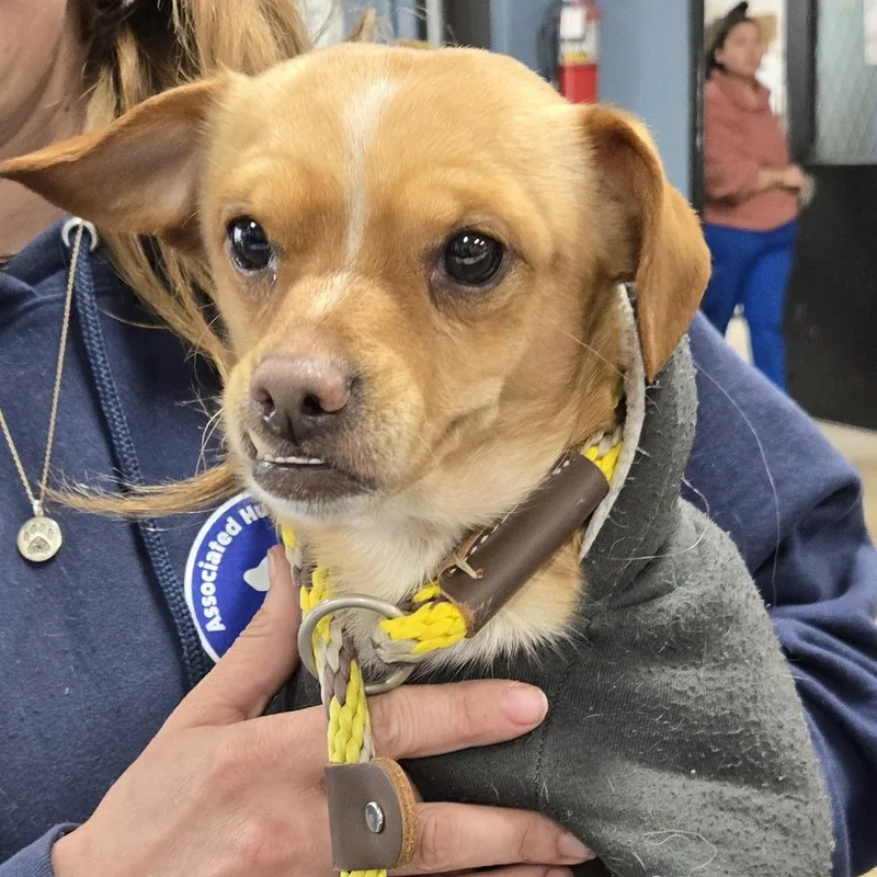 A senior small-sized male Brown / Chocolate Mixed Breed dog named David for adoption in Newark, NJ