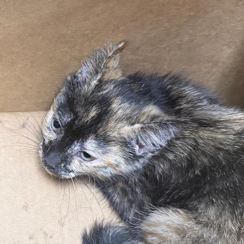 A baby small-sized female Calico Domestic Short Hair cat named Brindle for adoption in Philadelphia, PA