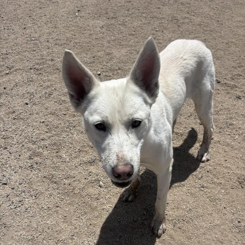 A young medium-sized female White / Cream Husky dog named Mystic for adoption in Stagecoach, NV