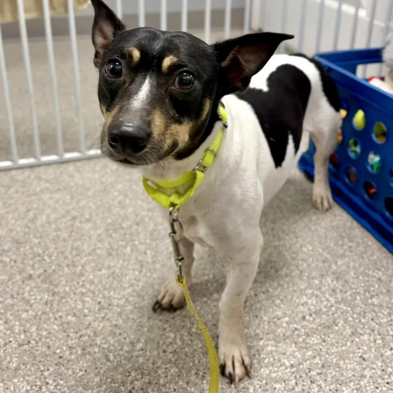 An adult small-sized male Jack Russell Terrier dog named Kevin for adoption in Whitehall, PA